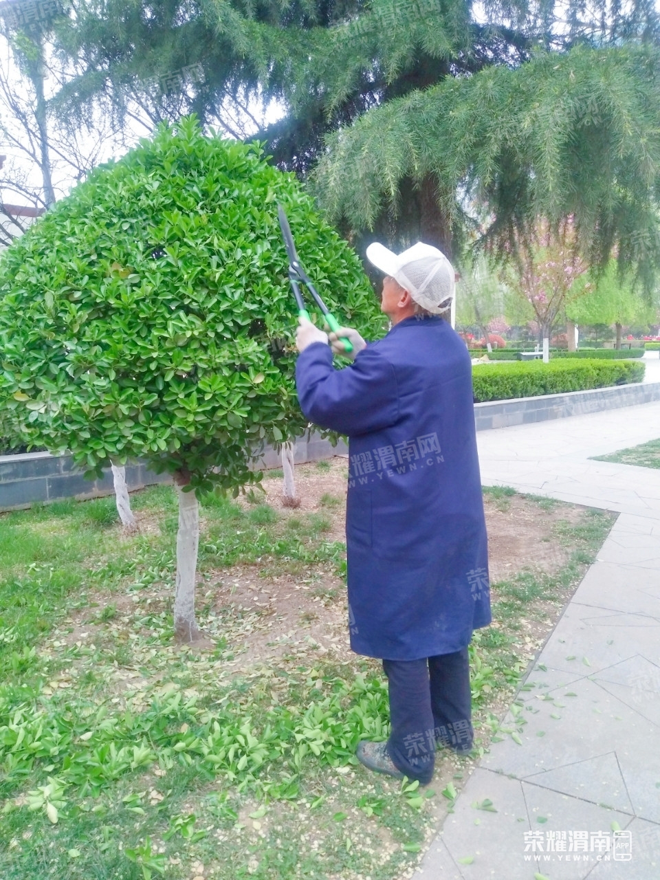 高新时代广场的园林师傅化身"理发"师,正在给冬青树修剪"发型".