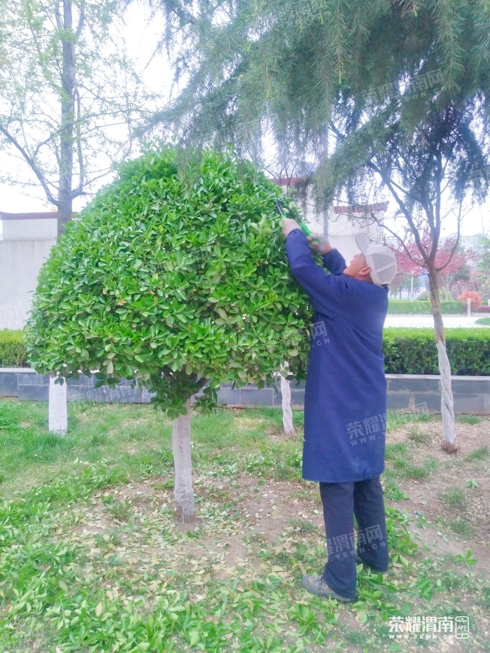 高新时代广场的园林师傅化身"理发"师,正在给冬青树修剪"发型".