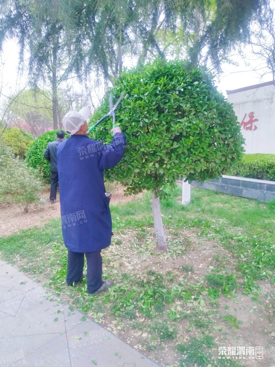 高新时代广场的园林师傅化身"理发"师,正在给冬青树修剪"发型".