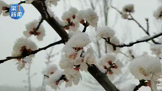 ΢ͼƬ_20210413111009.gif