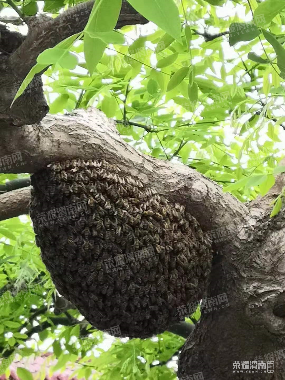 渭南北站公交站牌旁边的树上出现了一个巨大蜂巢,呼叫消防快快解决,太