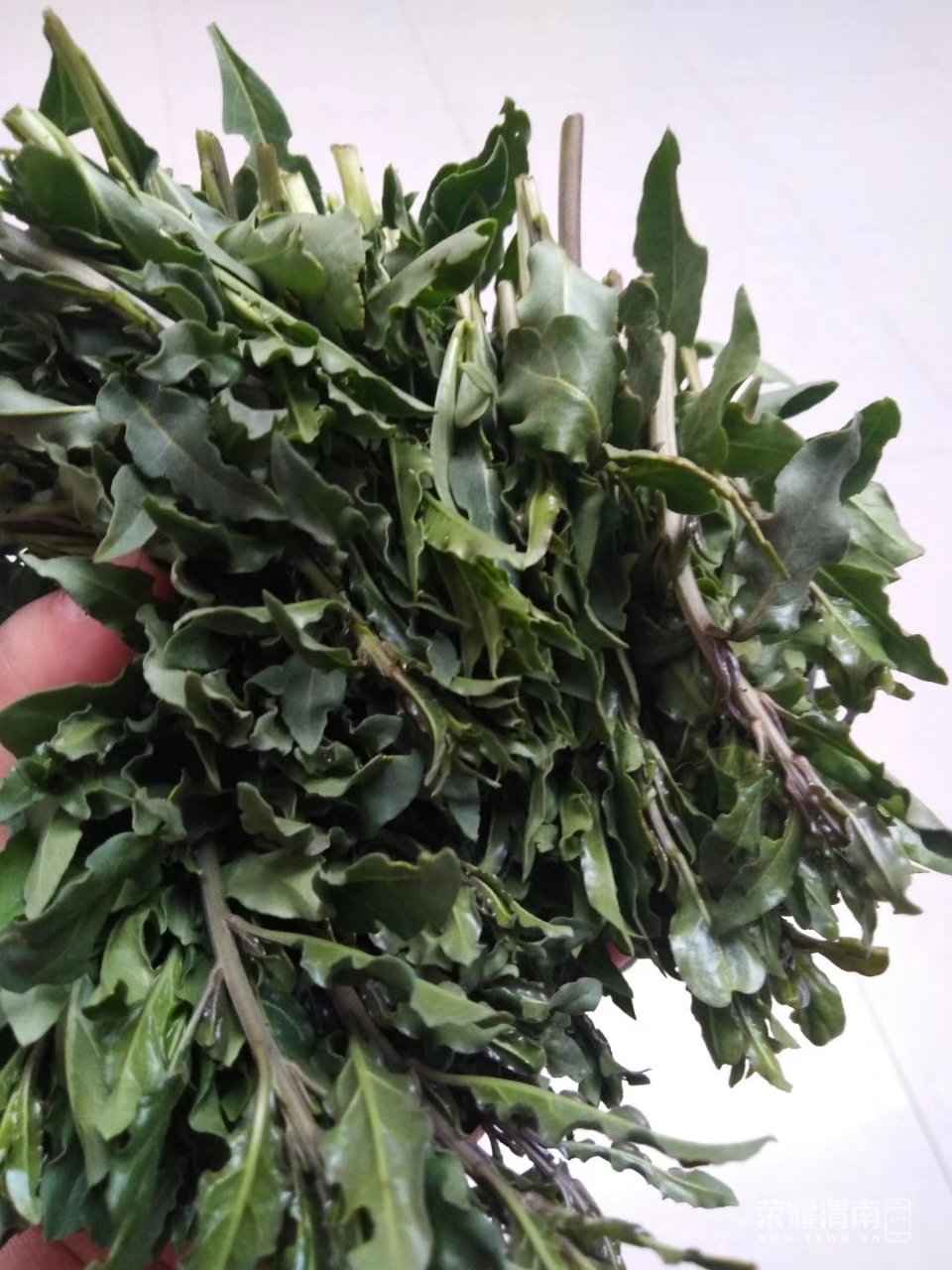 春天正是吃野菜的季节!今天分享一道凉菜——凉拌枸杞芽