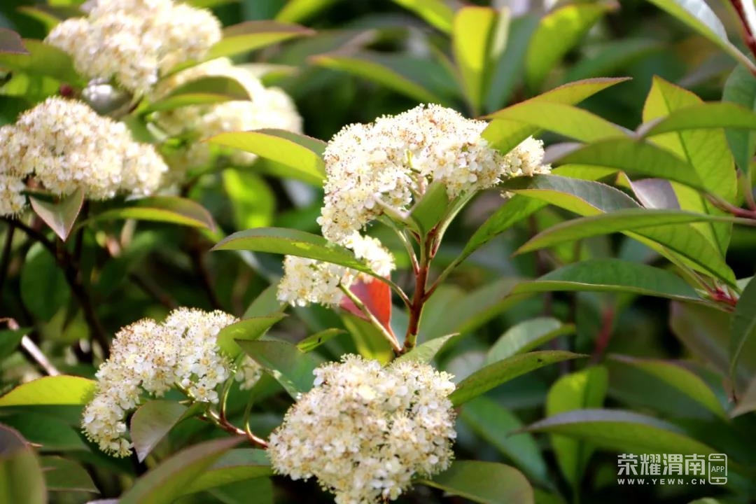 石楠花开啦!让我们一起来了解这个有些特殊的植物_百姓生活_荣耀渭南