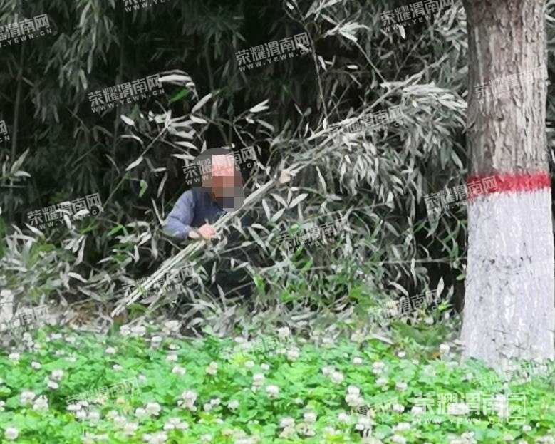 就现在!朝阳公园西边几个老人在砍伐竹子,希望公园管理人员尽快制止