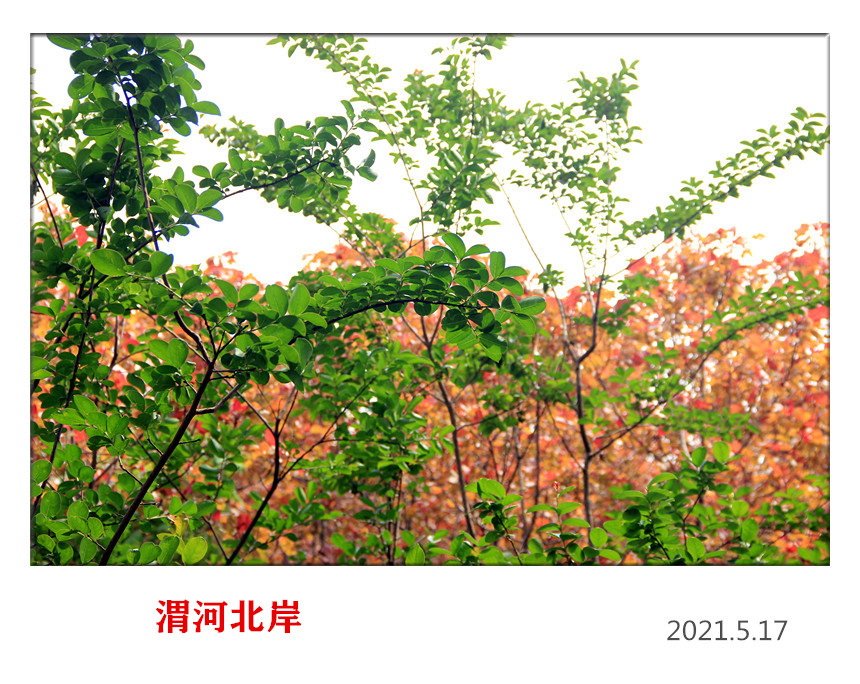 IMG_5592_.jpg