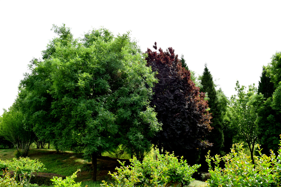 DSC_0125.jpg