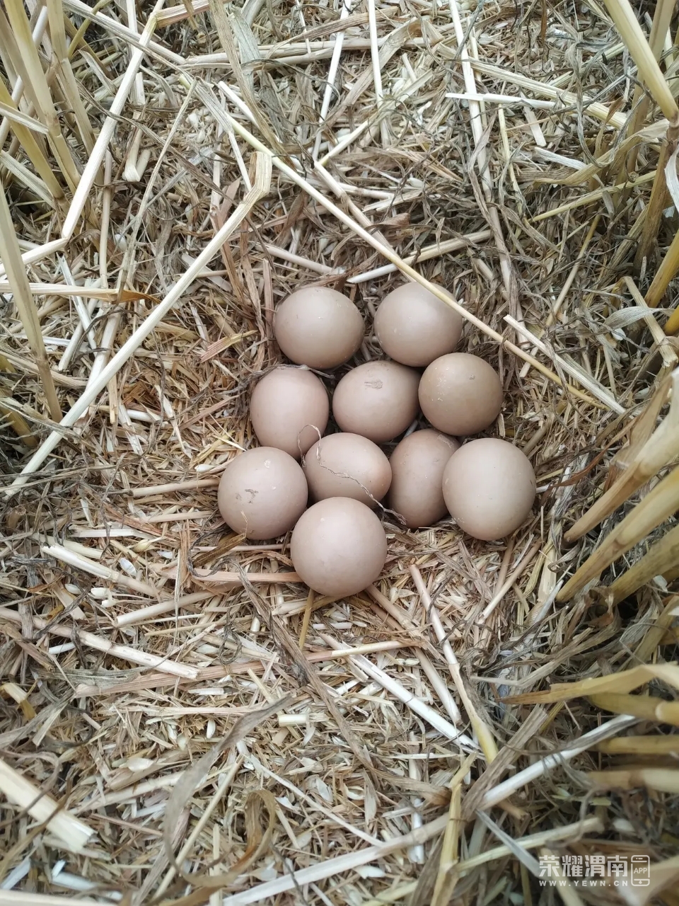 收麦子的时候意外发现了一窝蛋!也不知道是啥的蛋,能吃不?
