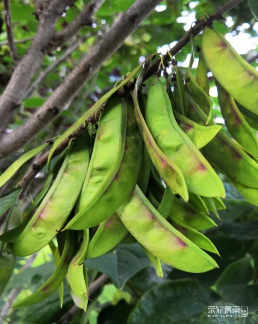 沋河公园里长在树上的"小豆角"可爱吗?有谁知道它的名字呢?