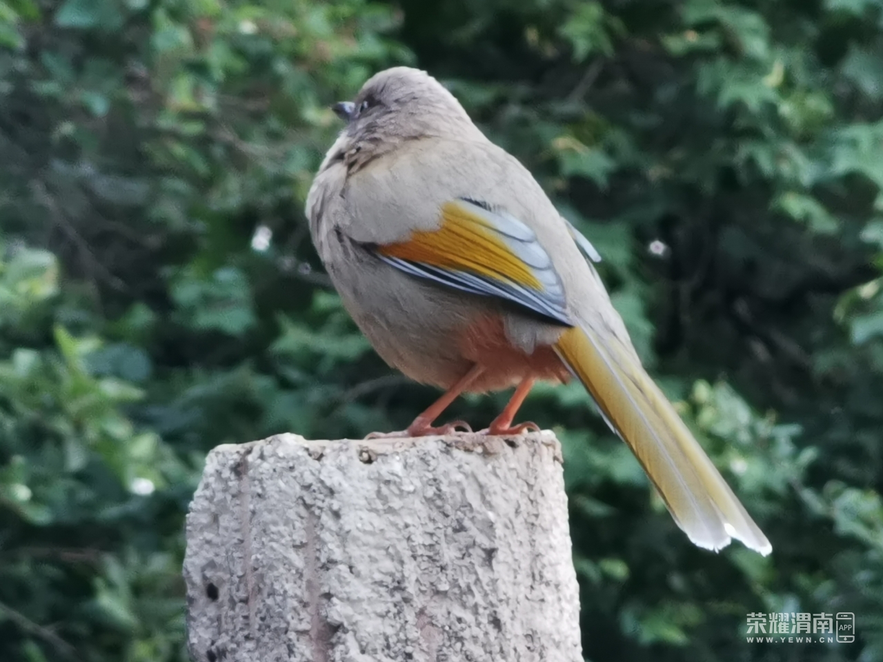 看着像是麻雀,但是又不确定,大家知道是什么鸟吗?