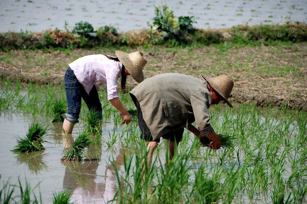 农民伯伯的图片 种地图片