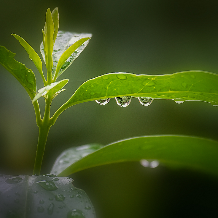 小草带着雨露的图片图片