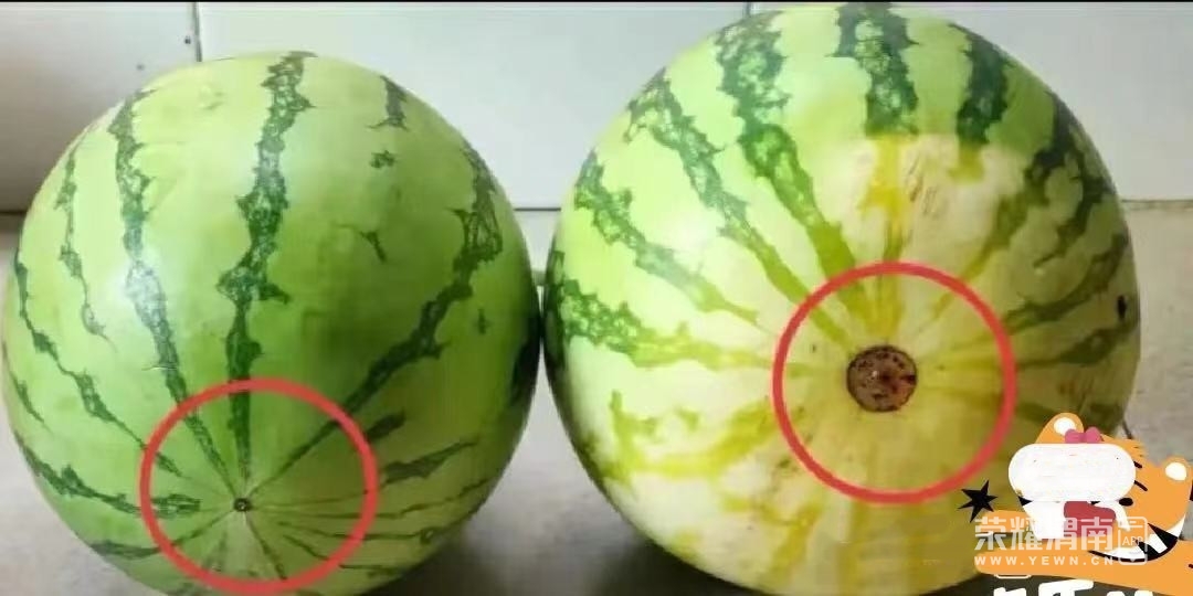 前进路和二马路十字,买了2个西瓜,结果你绝对猜不到.