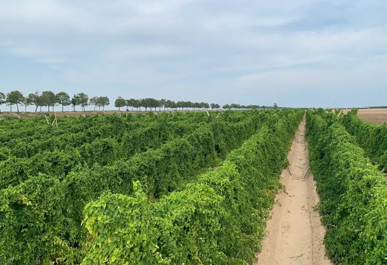 第一次见山药的茎叶,原来长这个样子,开眼界了!你们认识吗?