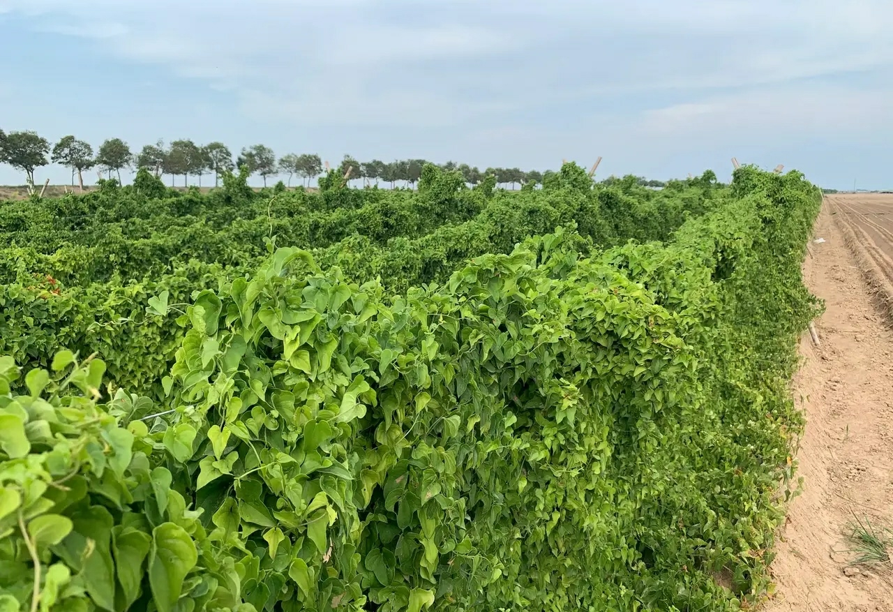 第一次见山药的茎叶,原来长这个样子,开眼界了!你们认识吗?