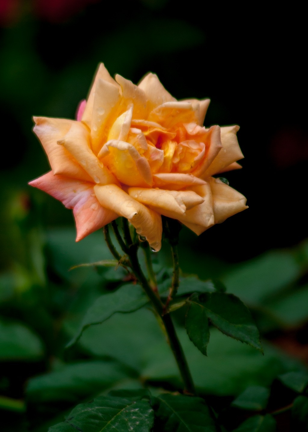 渭南市花之月季花,品种不一,姿态万千,娇艳欲滴,神秘而魅力无限.