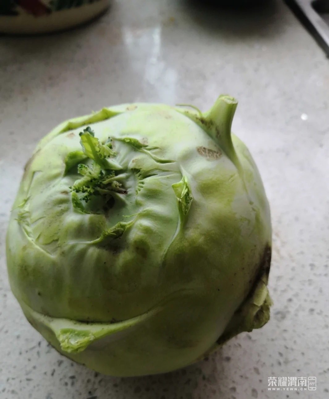 我妈在塬上种的苤蓝咋样?我敢说渭南没几个念对这蔬菜名