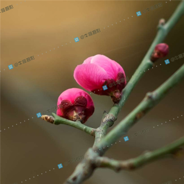 055820sx99uxex2frfz6zy_����.jpg