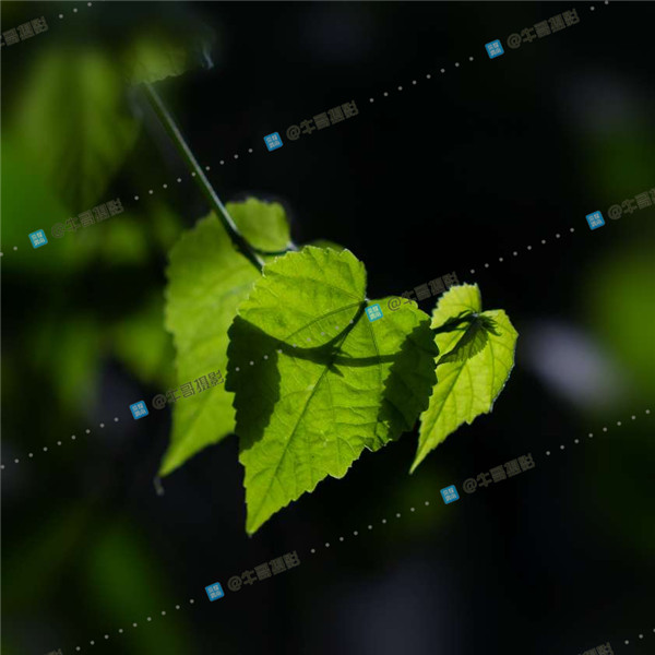 055821d5emtvqeuqah28q5_����.jpg