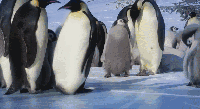 165942x2ibszb734v4sb1n.gif
