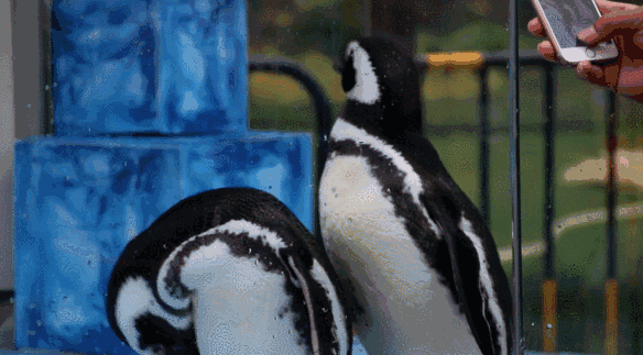 165943nn8n8yscyo5i88ee.gif