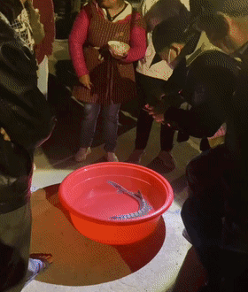 120206xotopk22swozlzaa.gif