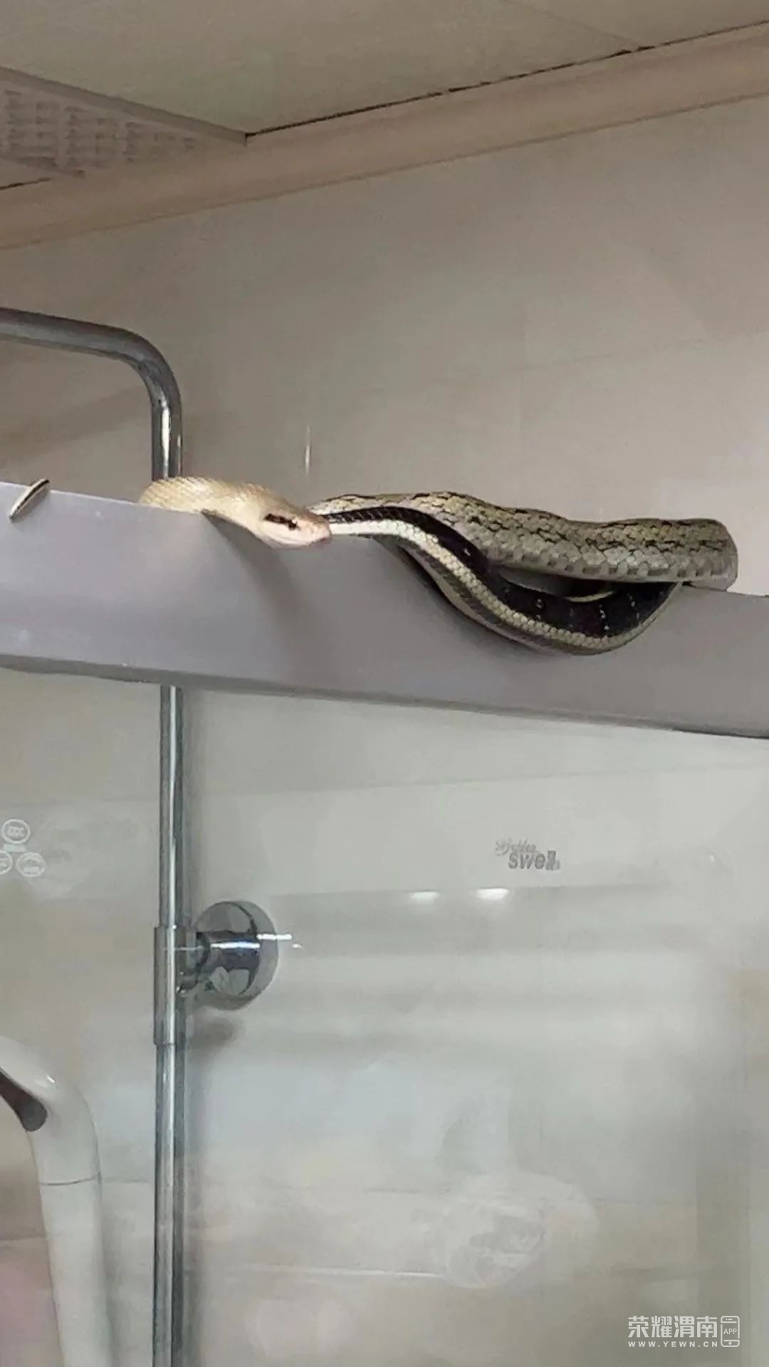 115501zkdylrk0730fy38d.jpeg