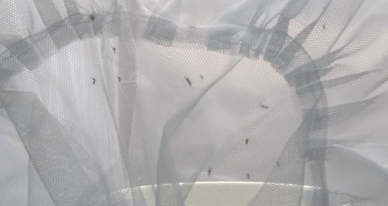 105613zk27vfvlm3m9elg9.gif