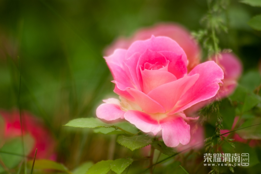 _IGP0319.jpg
