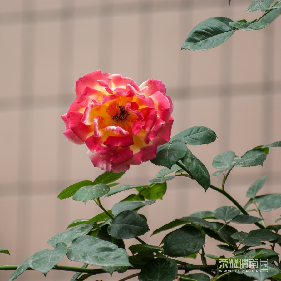 _IGP0235.jpg