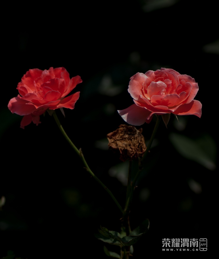 _IGP1590.jpg