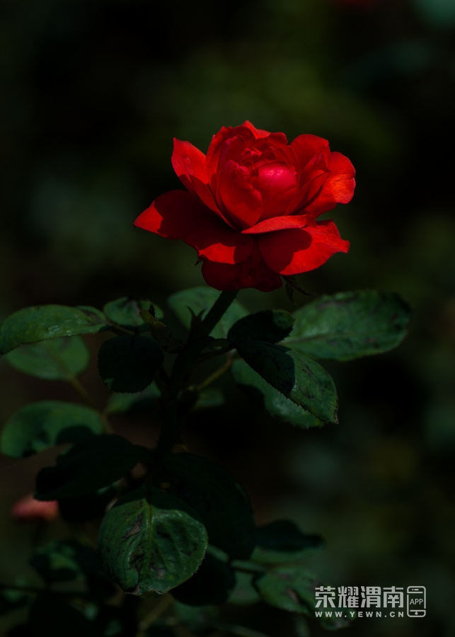 _IGP1592.jpg