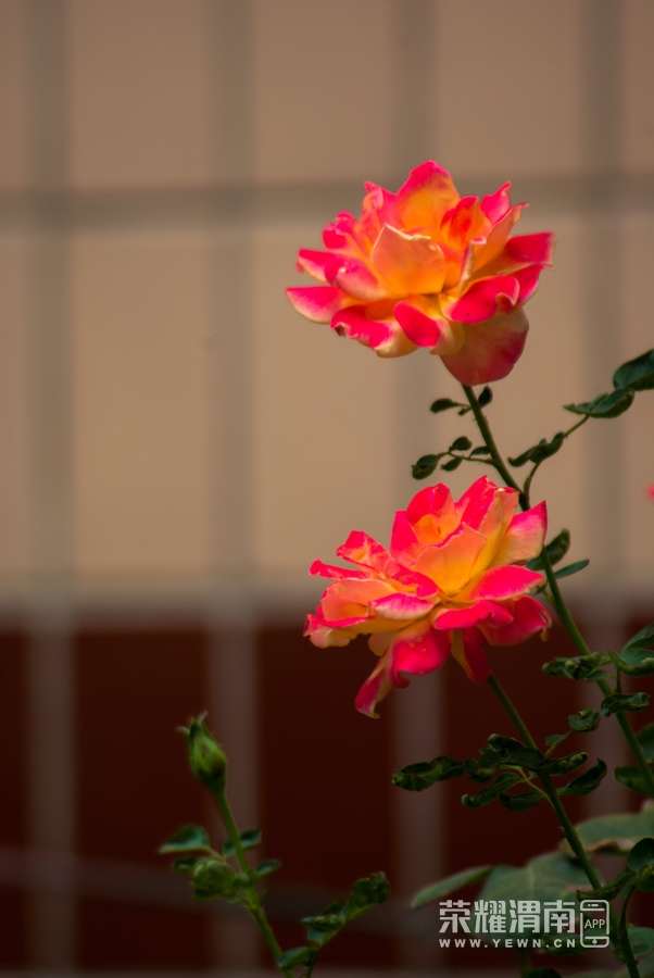 _IGP8024.jpg