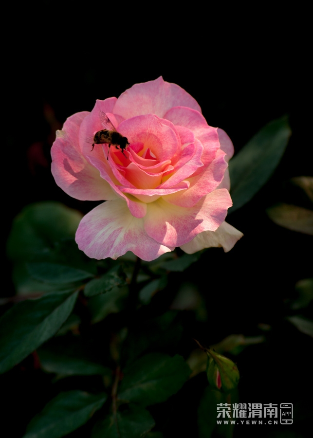 _IGP8402.jpg