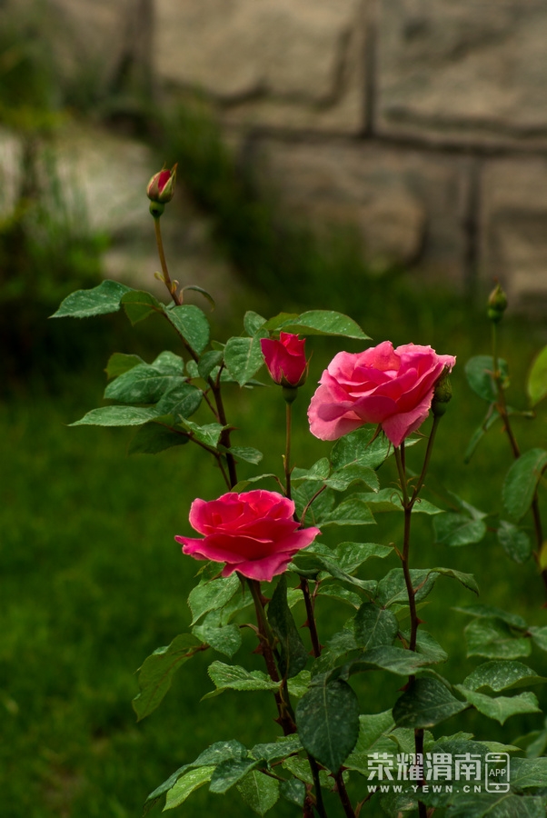 IMGP1268.jpg