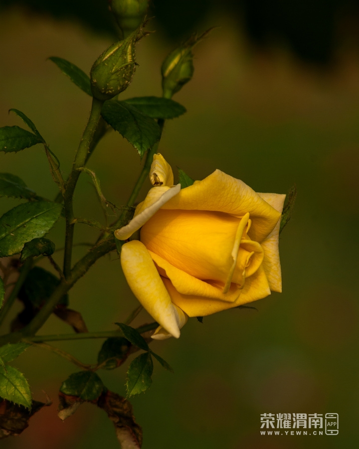 IMGP1292.jpg
