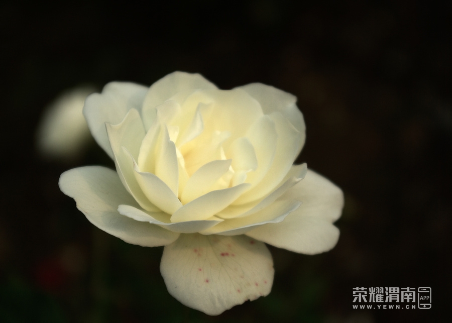 IMGP7052.jpg