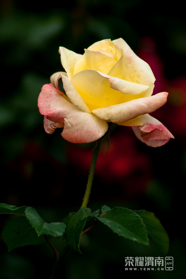 IMGP1307.jpg