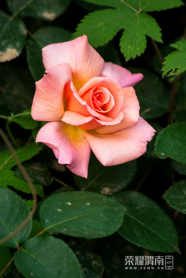 IMGP1305.jpg