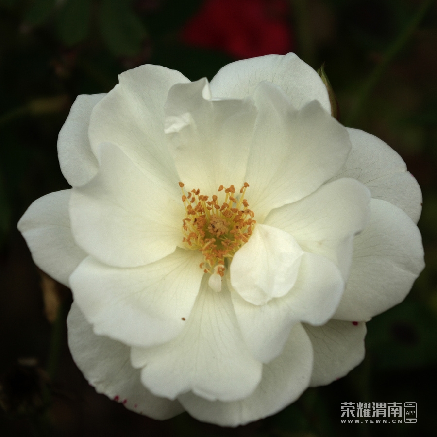 IMGP7051.jpg