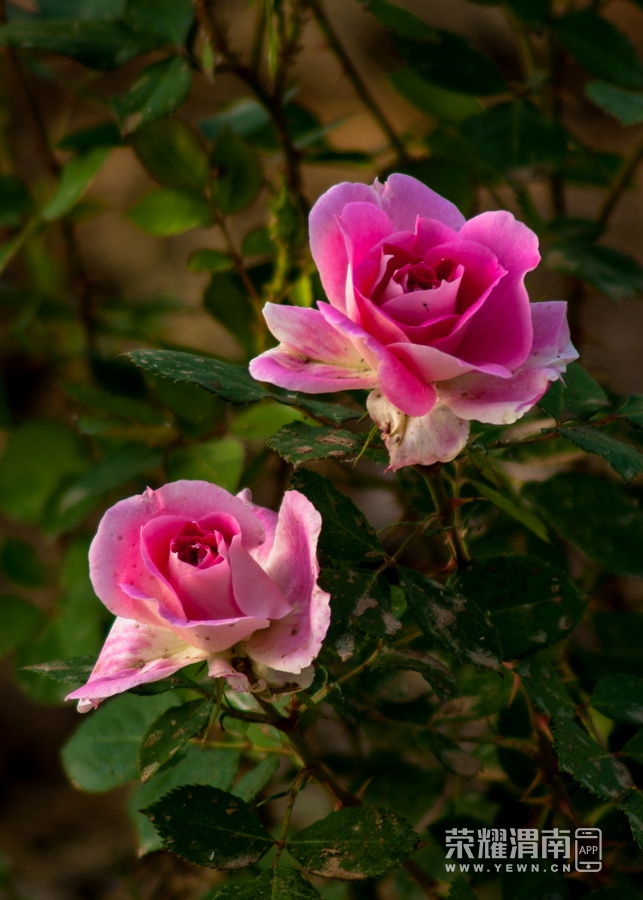 IMGP8953.jpg