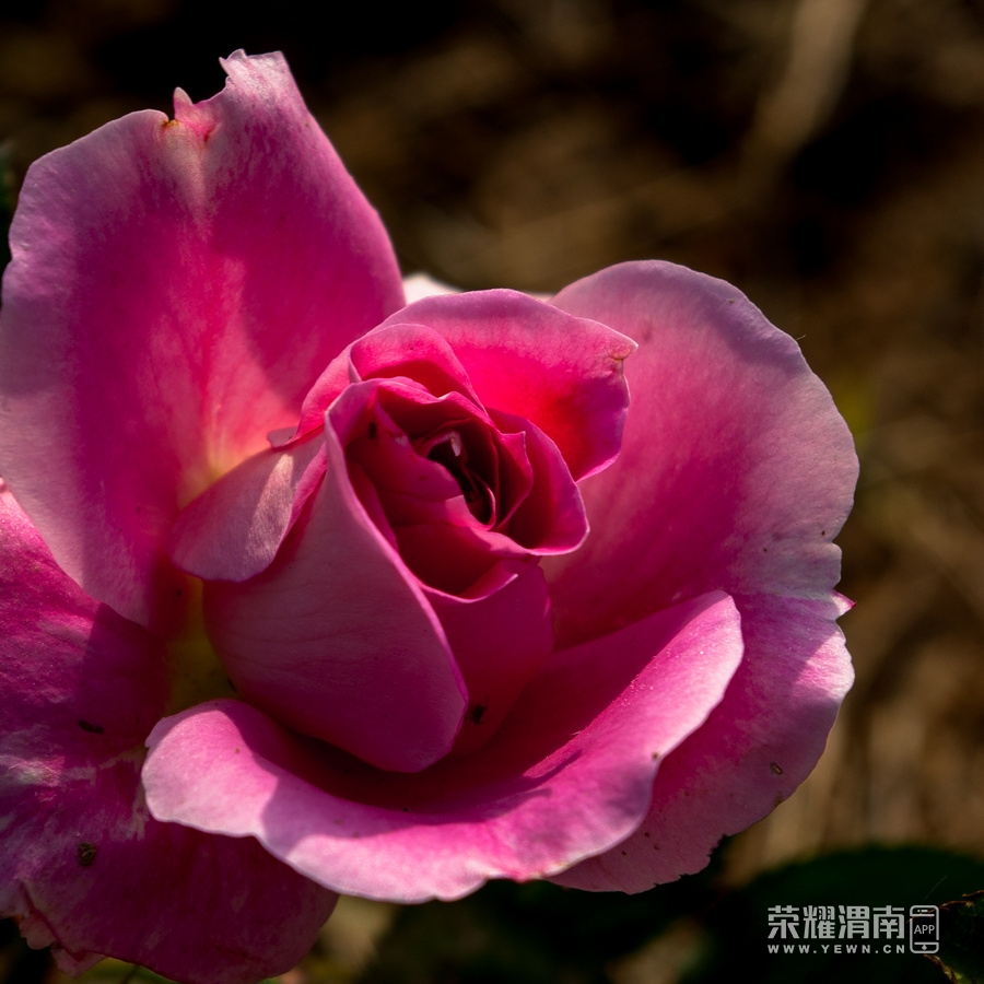 IMGP8934.jpg
