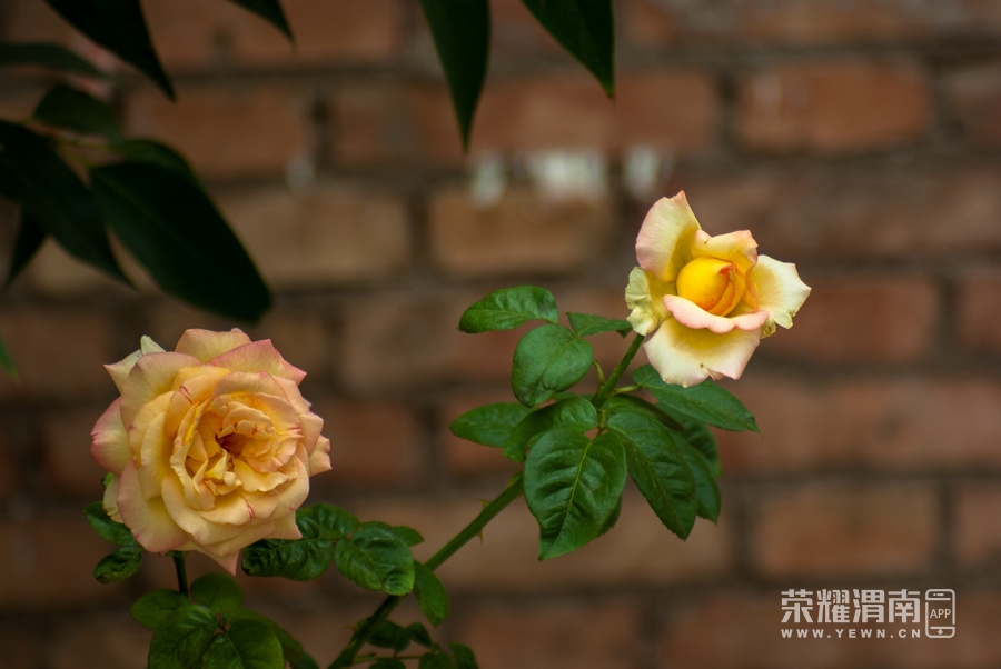 IMGP9764.jpg