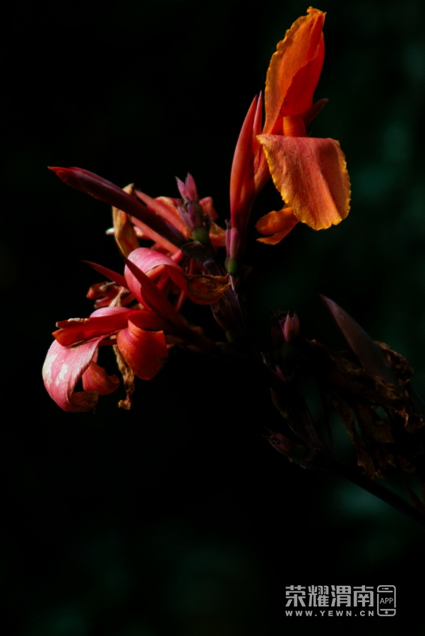_IGP8294.jpg