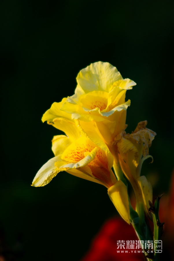 IMGP9825.jpg