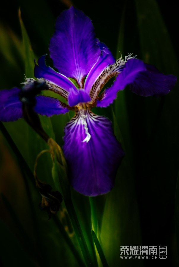 IMGP1187.jpg