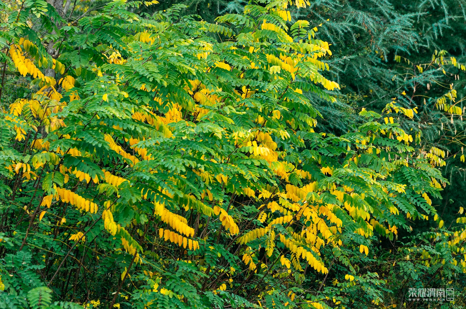 _K5F2633.jpg