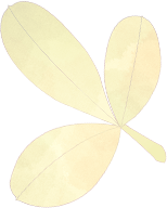 122100padp1mdd129mwp24.png