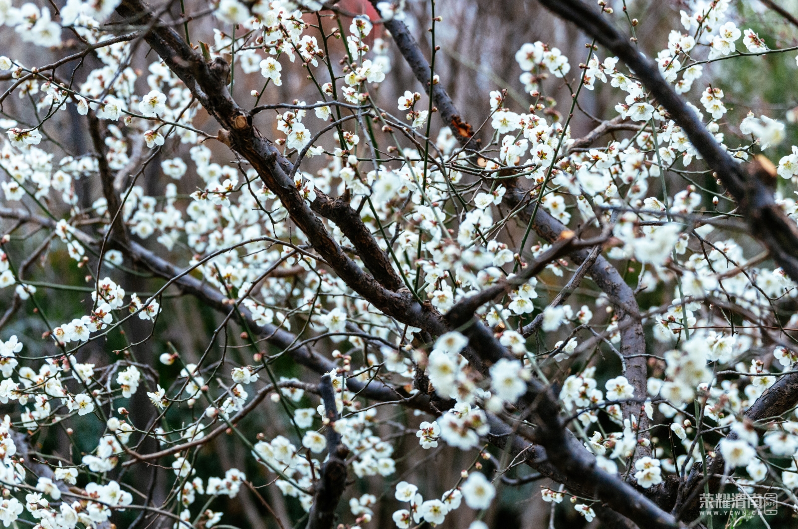 _K5F7295.jpg