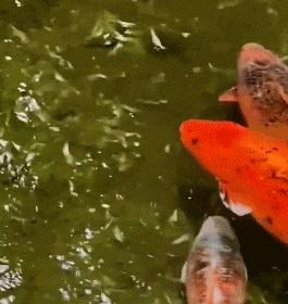 113602sileoolaoi0e696i.gif