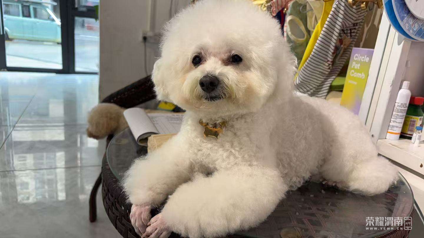 ����һֻ��ɫ̩���ں귫�㳡������ʧ���鷳��������ϵ